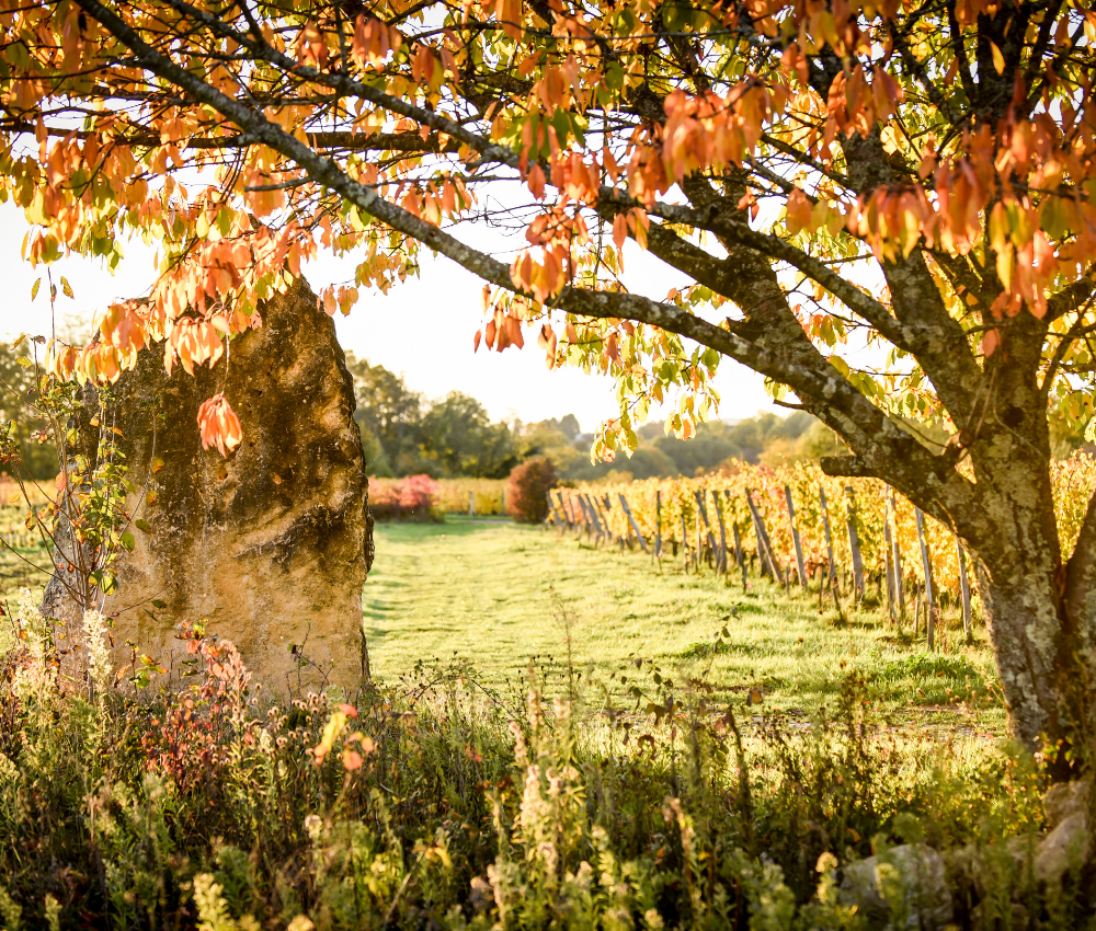 Clos Puy Arnaud