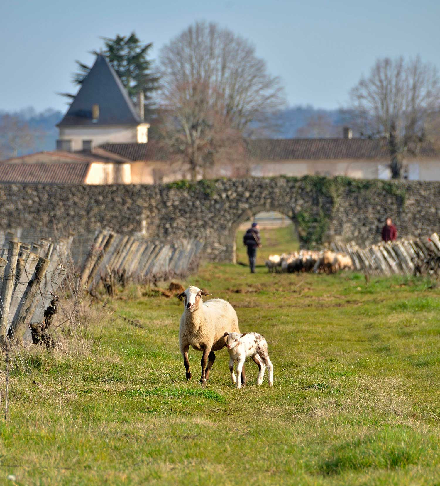 Chateau Climens