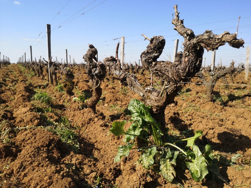 Chateau Climens