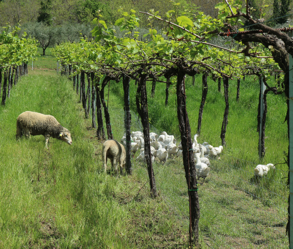 Cantina Orsogna
