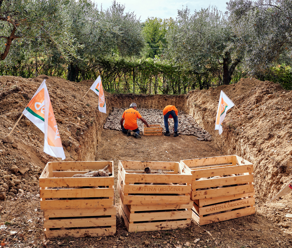 Cantina Orsogna