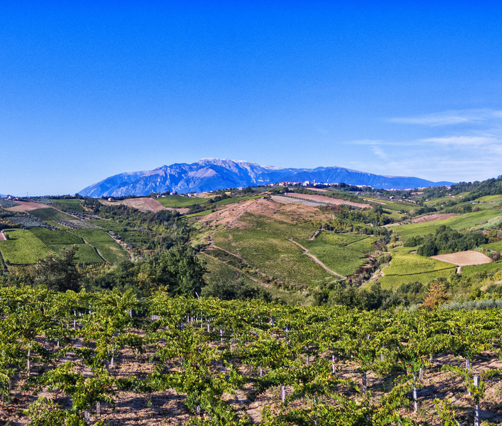 Cantina Orsogna
