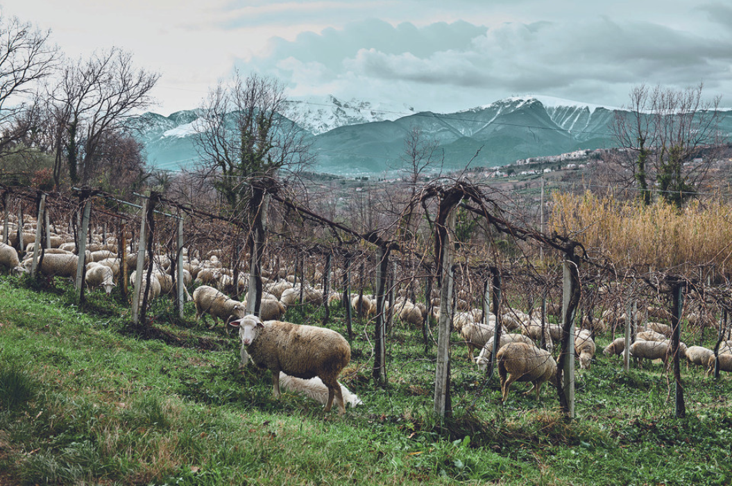 Cantina Orsogna