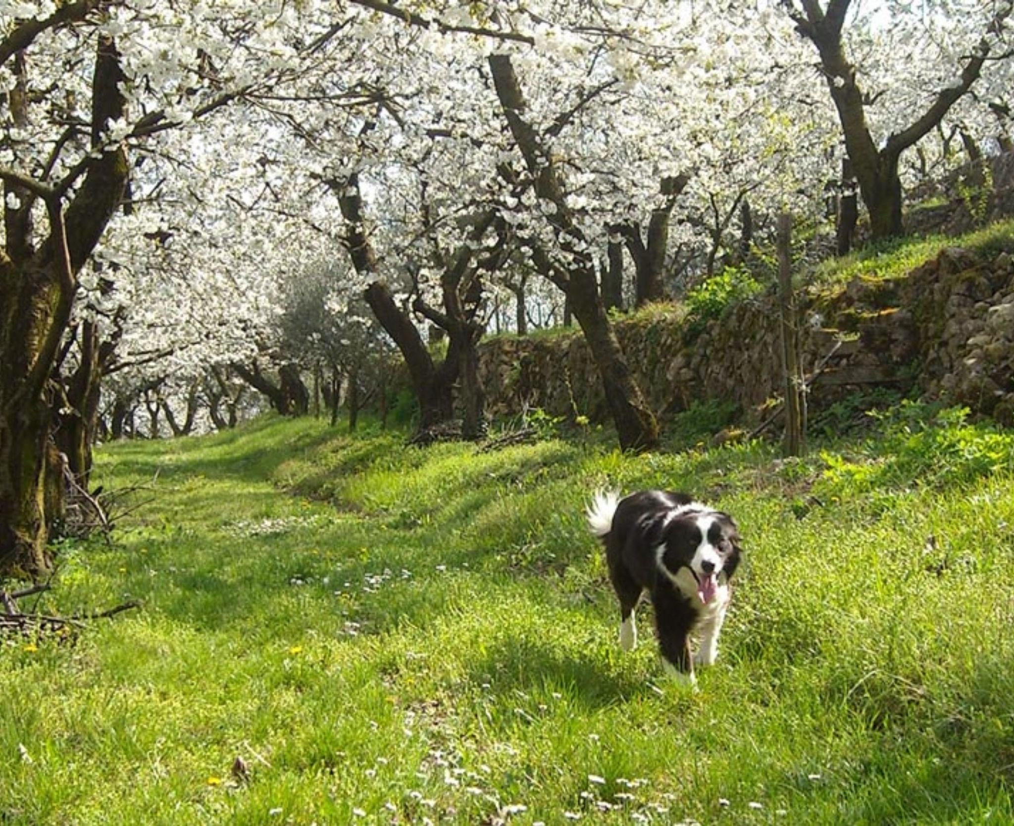 Monte Dall' Ora