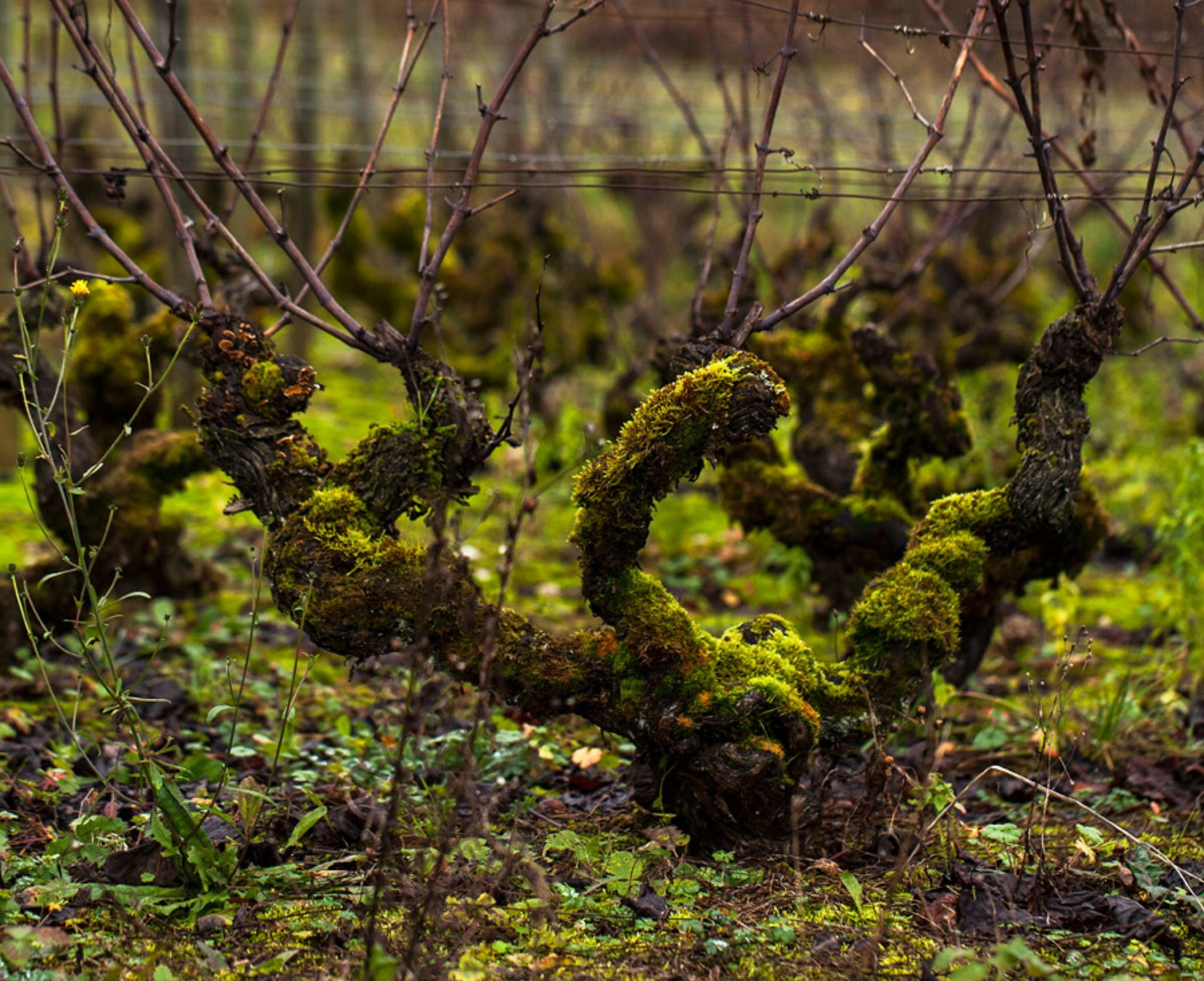 Domaine de Villaine