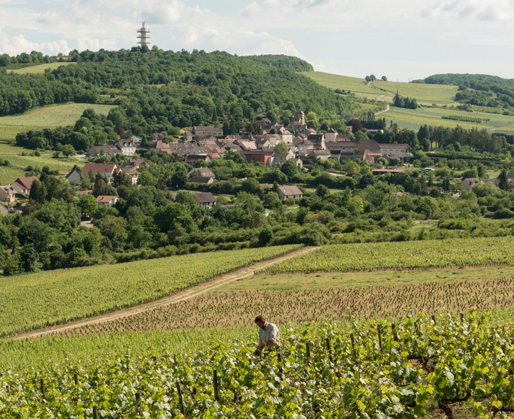 Domaine de Villaine