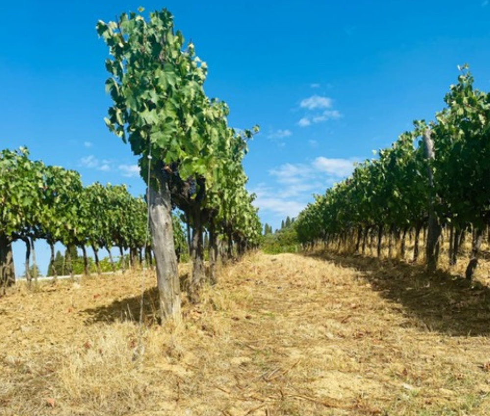 Fattoria le Fonti