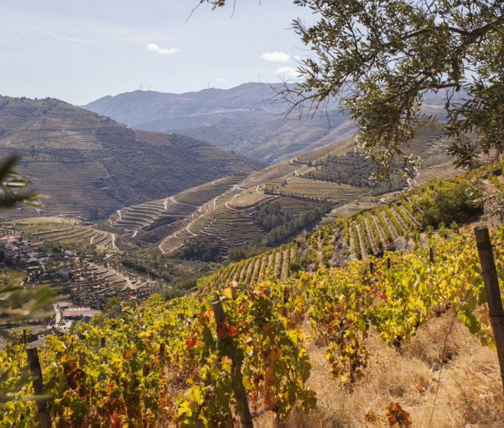 Quinta do Infantado Mr. Vertigo