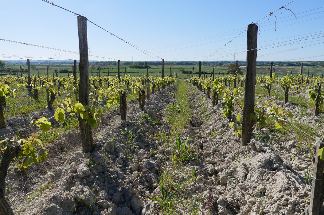 Clos de l’Ecotard